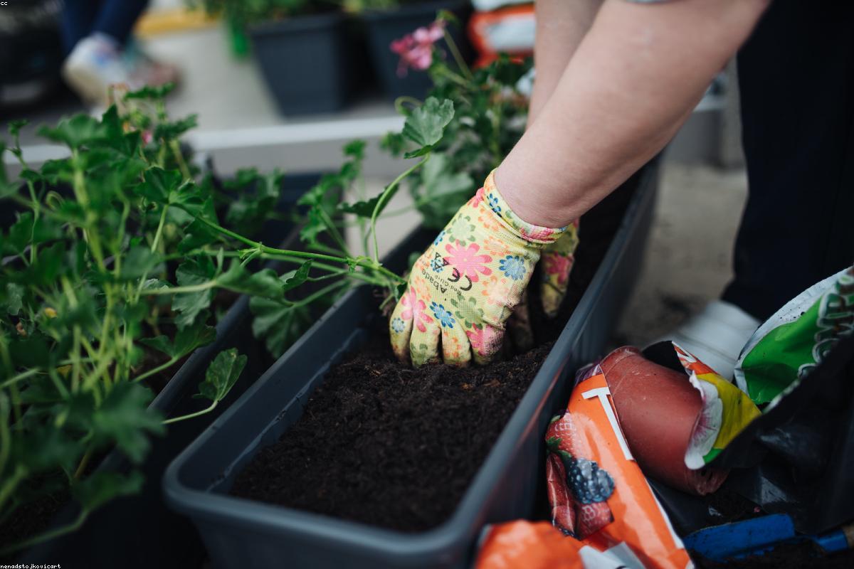 Rangée d'arbres fruitiers en conteneurs prêts à la vente